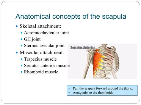 Scapular Dyskinesis Ppt