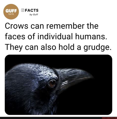 Facts By Guff Crows Can Remember The Faces Of Individual Humans They Can Also Hold A Grudge