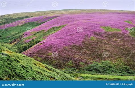 Treeless Hills Covered With Purple Heather In Scotland Uk Stock