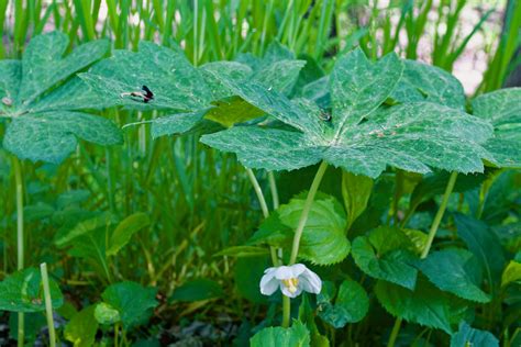 Mayapple Podophyllum Peltatum Mayapple Podophyllum Pelt Flickr