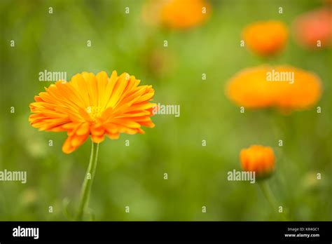 Ringelblume Calendula Officinalis Stock Photo Alamy