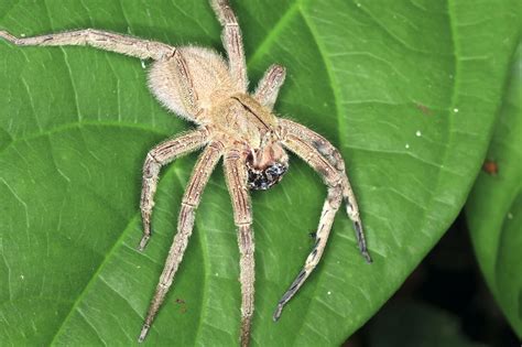 AraÑa Violinista Características Hábitat Veneno Cumbre Pueblos