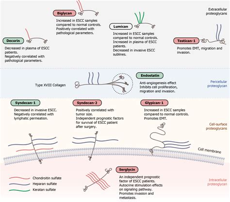 Proteoglycan On Membrane