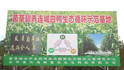 【创新创业创造冠豸】林忠达：探索巨菌草养殖连城白鸭生态循环之路腾讯新闻