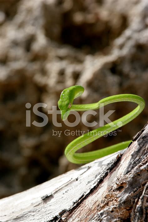 Green Vine Snake Stock Photo | Royalty-Free | FreeImages