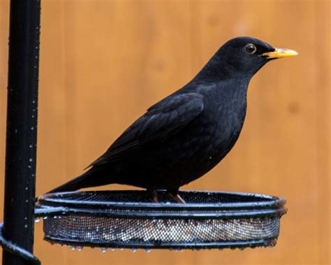 Blackbird Fact File - British Garden Wild Bird - Peckamix