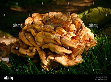 Large Fungus at the base of an Oak tree Stock Photo - Alamy