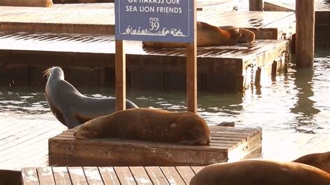 Pier 39 San Francisco e seus leões marinhos YouTube