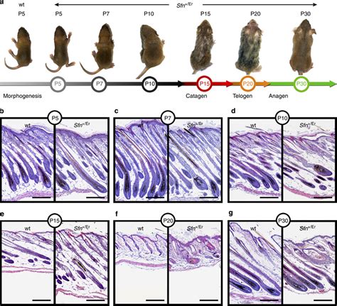 Sfn Er Mice Develop Cyclic Alopecia A Alopecia Was First Apparent