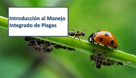 20 Libros De Manejo Integrado De Plagas Mip Pdf Descargar 2025