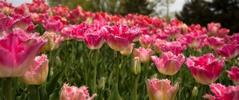 Download Wallpaper 2560x1080 Tulips Field Spring Dual Wide 1080p Hd