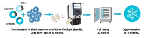 A Novel Cell Based Assay For Ubiquitin Drug Discovery Maxcyte