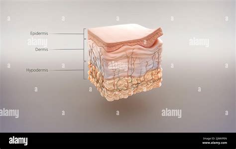 Estructura anatómica de la piel Fotografía de stock Alamy