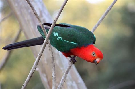 8 Of The Most Exotic Pet Birds