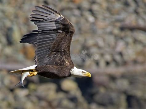 Bald Eagle In Flight With Fish Stock Photo Image Of Head Marsh