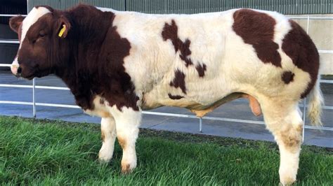 Limerick Ai Company Buys Belgian Blue Bull For €52500