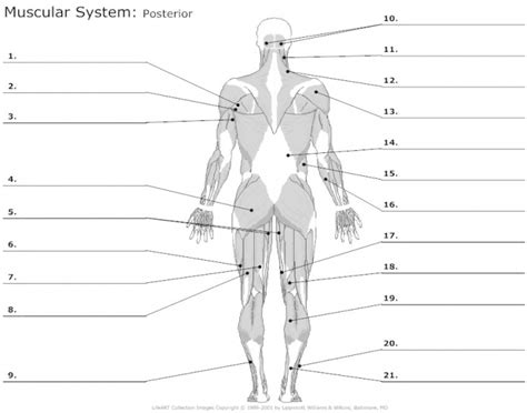 41 Muscular System Labeling Quiz