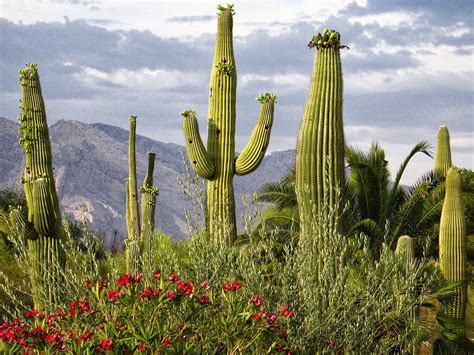 Cactus Poze Cactus Tipuri De Cactus Gradini Cu Cactusi