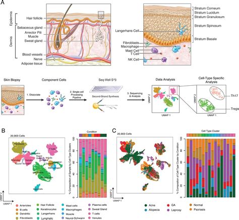 Highly Efficient Massively Parallel Single Cell Rna Seq Reveals