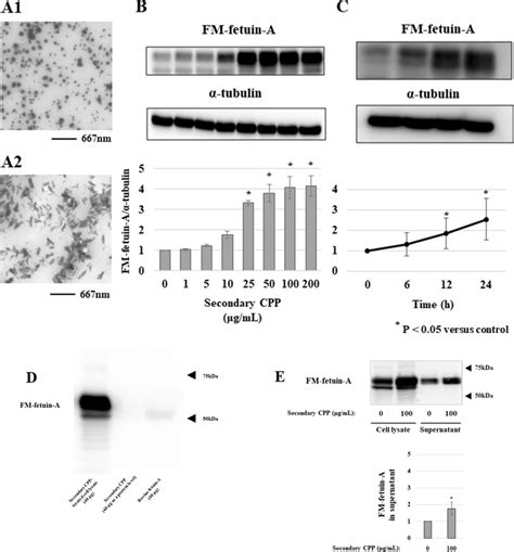 Tem Imaging Of Synthetic Cpp And Effects Of Secondary Cpp On