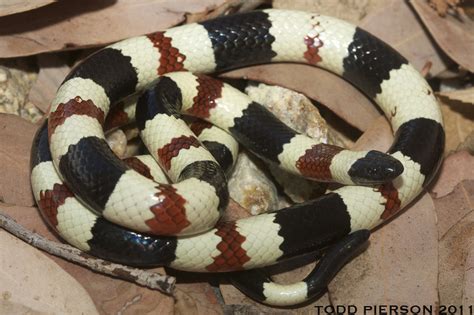 Western Coral Snake Reptiles Of Chiricahua Nm Naturalista Mexico