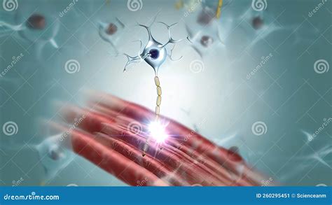 A Neuron Has Three Main Parts: Dendrites, an Axon, and a Cell Body or Soma Stock Illustration ...