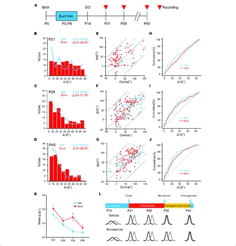 Bumetanide Treatment Has No Effect On Binocular Matching At Other Download Scientific Diagram