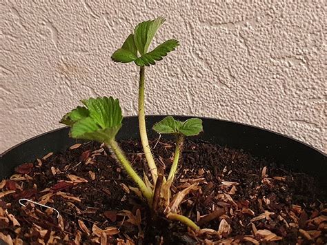 Aardbeien Planten Zaaien En Zelf Aardbeien Kweken