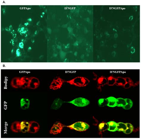 Evaluation Of Gfp Activity By Microscopy Analysis 2×105cells Per Well