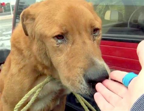 Un vieux chien a été abandonné par son maître et a été vu errant à l