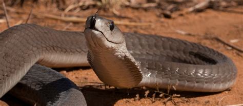 Black Mamba Dendroaspis Polylepis About Animals