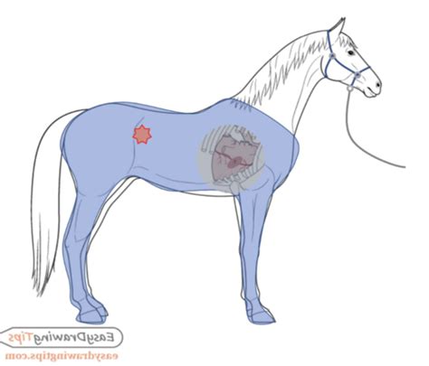 Equine Clinical Skills Flashcards Quizlet