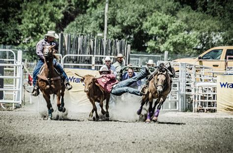 Steer Wrestling - Manitoba Stampede