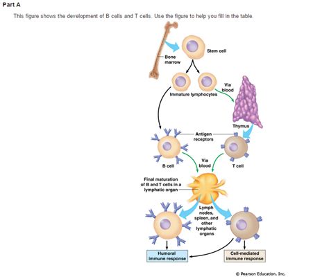 Solved Learning Through Art Lymphocytes Can You Correctl Chegg