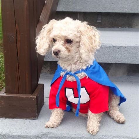 Underdog Dog Halloween Costume | BaxterBoo