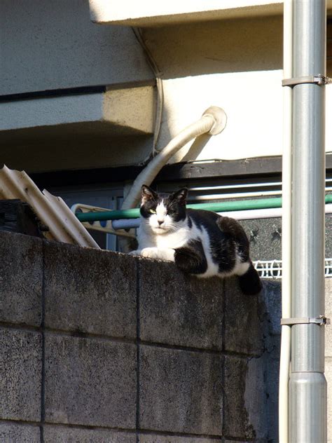 ブロック塀に猫 町猫 旅猫 猫は何処にでもいるよ