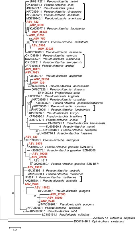 Nj Tree Of Pseudo Nitzschia Asv Sequences Dataset Sequences And