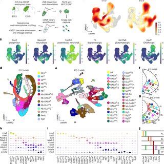 Transcriptional Profiling Of En1 Derived Cells In The Developing Mouse