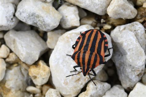 Red And Black Striped Stink Bug Graphosoma Italicum Lef Flickr