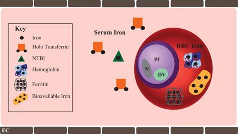 Host Iron Available To Erythrocytic Stage P Falciparum Host Iron Download Scientific Diagram