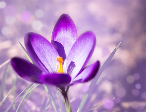 2560x1440 wallpaper | purple and gray petaled flowers | Peakpx