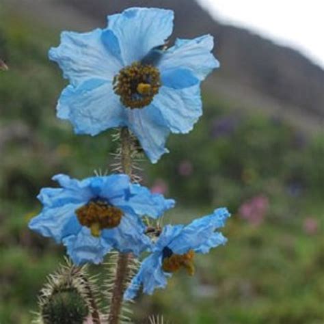 Meconopsis rudis BLUE POPPY – Ferri Seeds