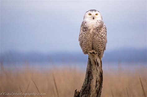 Snowy Owl At Sunset Snowy Owl Owl Snowy