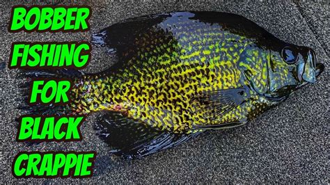 Bobber Fishing For Black Crappie How To Catch Crappie Youtube