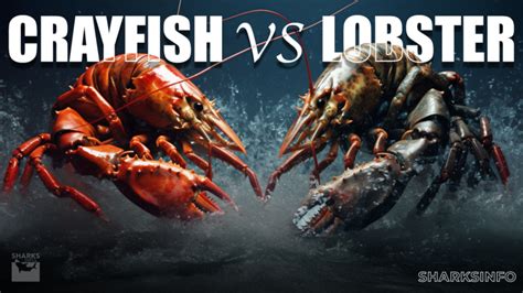 Crayfish vs Lobster: A Detailed Comparison – sharksinfo.com