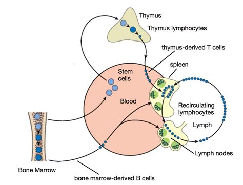 The thymus: a small organ with a mighty big function – Atlas of Science