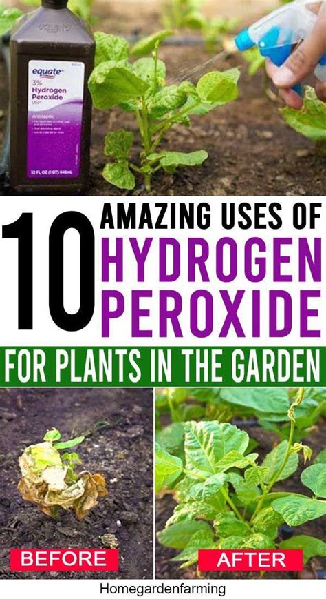 Hydrogen Peroxide For Plants How To Use H O In The Garden