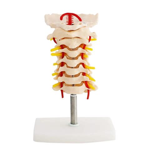 Buy Educational Model Life Size Human Cervical Vertebra Model Anatomy