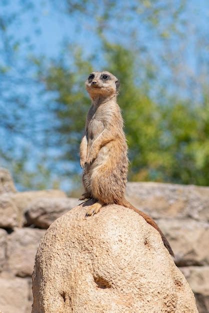 Premium Photo Meerkat Suricata Suricatta Or Suricate Small Mongoose