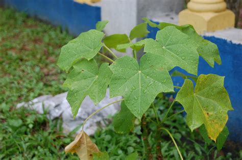 SK BANDAR SUNWAY: Pokok Herba di TAMAN HERBA